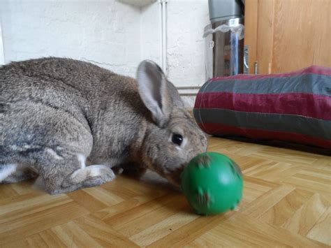 What Are The Best Toys For My Rabbit?