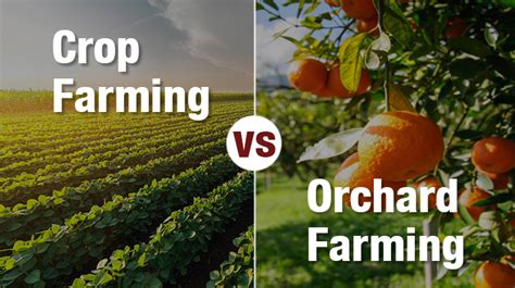 Difference Between Crop Farming vs Orchard Farming