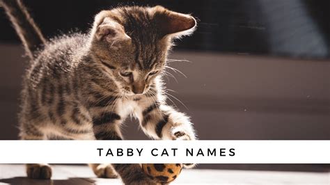 180+ Tabby Cat Names