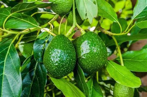 10 EASY Tips to Growing Avocado in Pots - The Gardening Dad