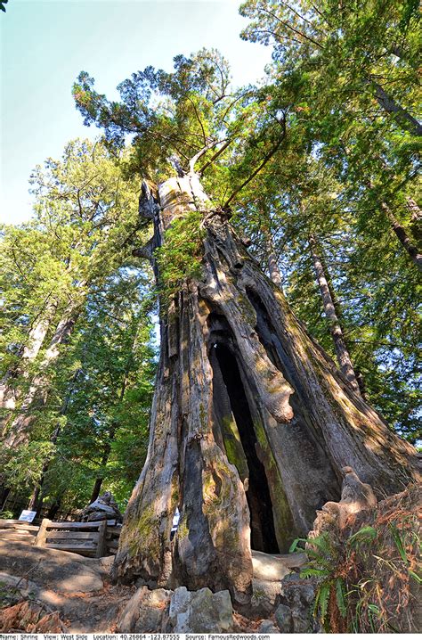 Shrine Drive Thru Tree - Famous Redwoods