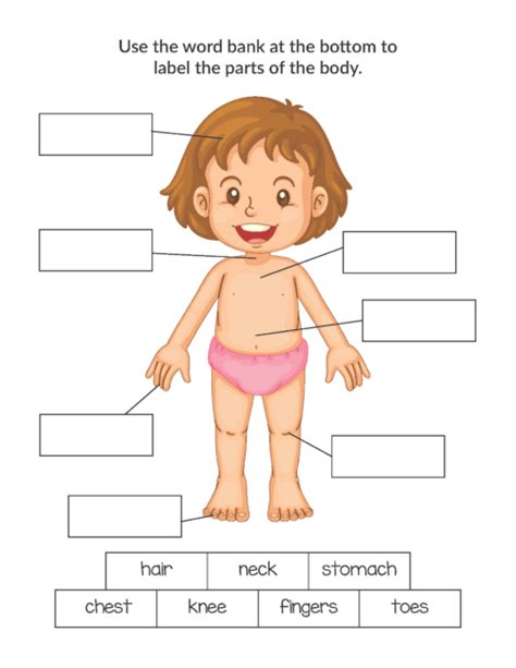 Human Body Parts Labeling