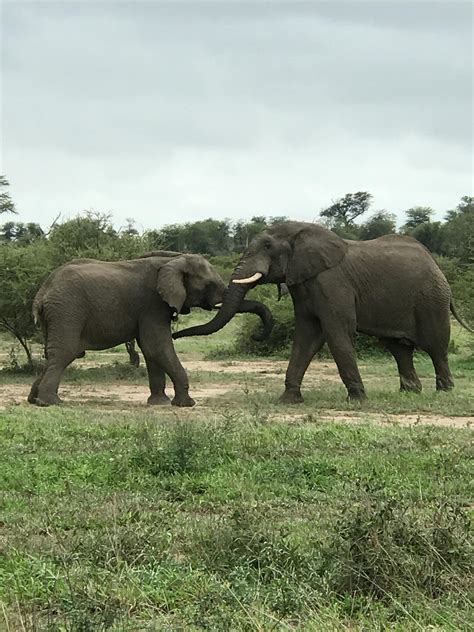 Free stock photo of big 5, elephants, safari