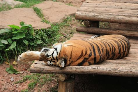 Love, Laughter, & Lottie Lee: Guangzhou Zoo Part I: The animals