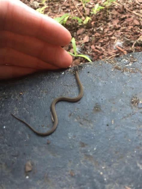 A tee tiny baby snake in my yard! I love him! Anyone know what kind it ...