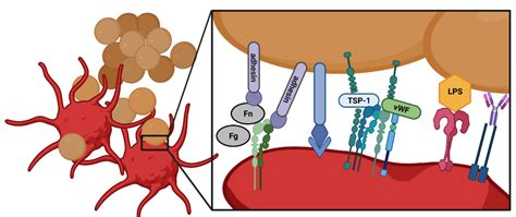 Cells | Free Full-Text | Platelets, Bacterial Adhesins and the Pneumococcus | HTML