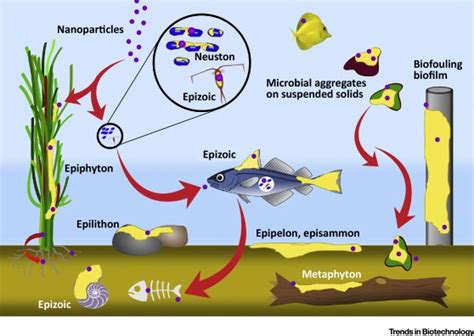 How Microbial Aggregates Protect against Nanoparticle Toxicity: Trends in Biotechnology