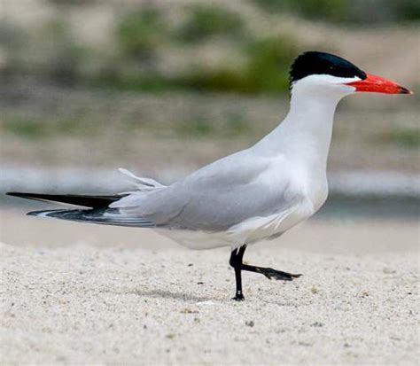 Caspian tern | Birds of India | Bird World