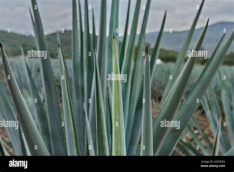 Blue agave plantation in the field to make tequila Stock Photo - Alamy