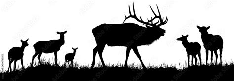 A vector silhouette of a large male bull elk bugling with a herd of cow elk in the background ...