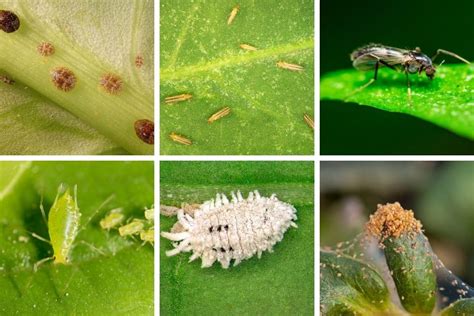 Houseplant Pests Identification - Houseplant Pests: Types ...