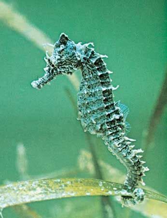 Seahorse | Description, Reproduction, Habitat, & Facts | Britannica