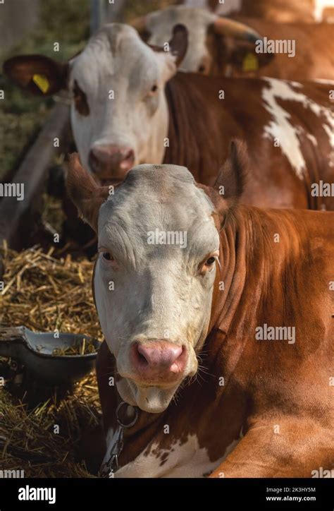 Holstein Friesian cattle on dairy farm known for high milk production ...