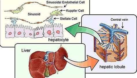 What Are the Functions of a Liver Cell? | Sciencing