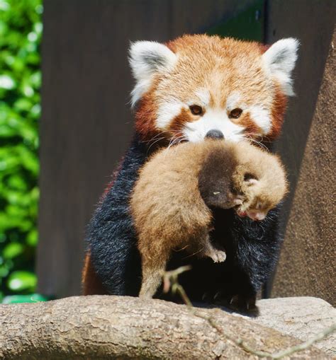 Longleat's Red Panda cubs visible for the first time - Red Pandazine
