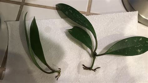 Hoya Plant Propagation- 4 Simple Methods (With Tips)