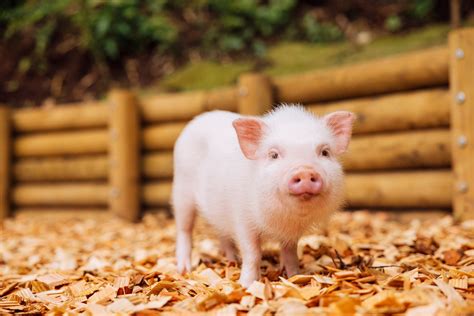 Tokyo’s newest micro pig petting zoo and cafe doubles as a community ...