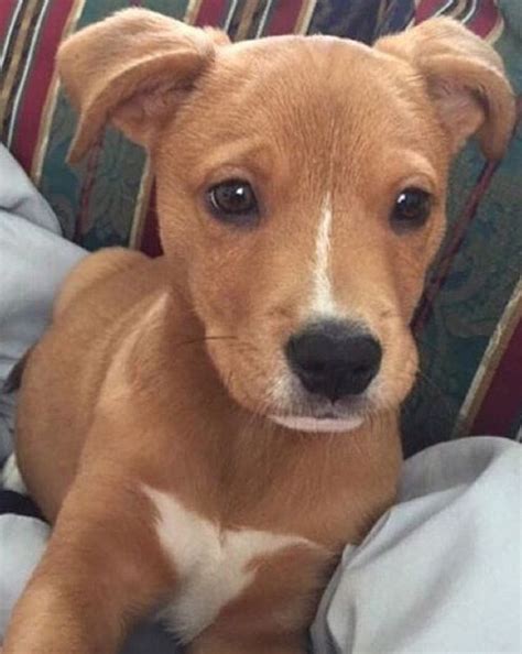 Pitbull Golden Retriever Mix Puppy | Pitbull Puppies