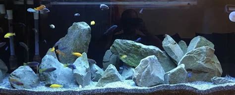 Best African Cichlid Aquascape - Aquascape Ideas