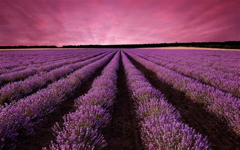 Lavanda Fondo Animado for Android - APK Download