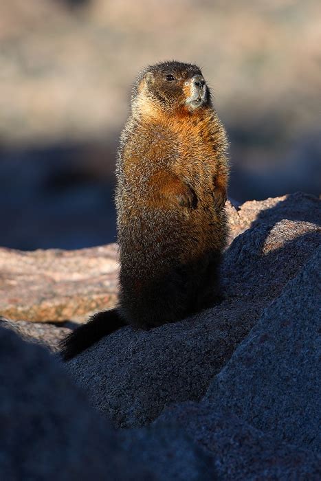 Yellow Bellied Marmot | Yellow Bellied Marmot (Marmota flaviventris) - Rocky Mountain National ...