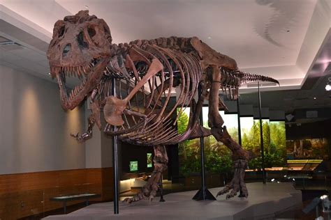 A Look Inside Sue the T. Rex’s New ‘Private Suite’ at The Field Museum | Chicago News | WTTW