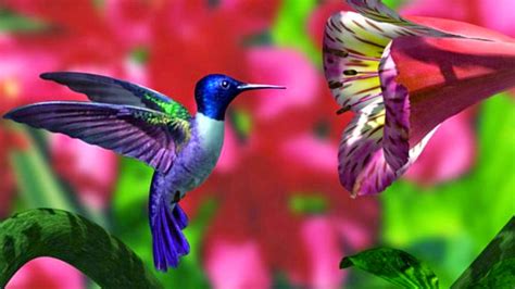 Hummingbird Wallpaper Desktop - WallpaperSafari