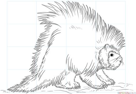 How to draw a porcupine | Step by step Drawing tutorials