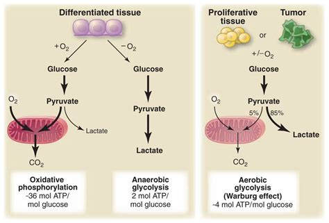 CrossFit | Understanding the Warburg Effect: The Metabolic Requirements ...