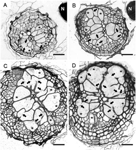 Anatomy of nematode-induced syncytia. Light microscopy images of cross ...