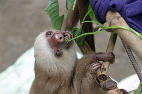 Do Sloths Have Tails? - Animal Hype