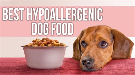 5 Best Hypoallergenic Dog Food for Allergies - YouTube