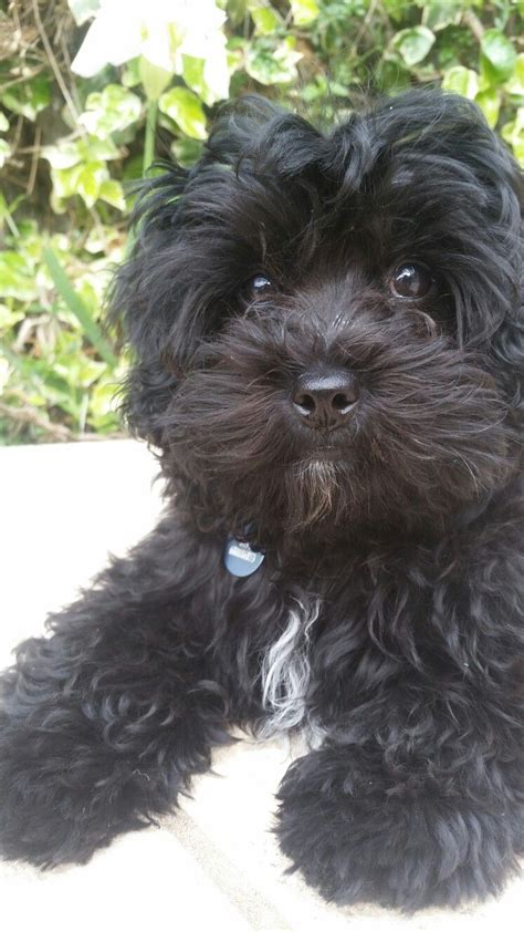 Black maltipoo | Gods creatures (: | Pinterest | Black maltipoo, Dog and Doggies