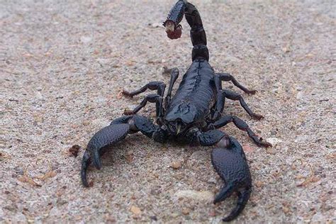 Emperor Scorpion – Detailed Guide: Care, Diet, and Breeding - Shrimp and Snail Breeder