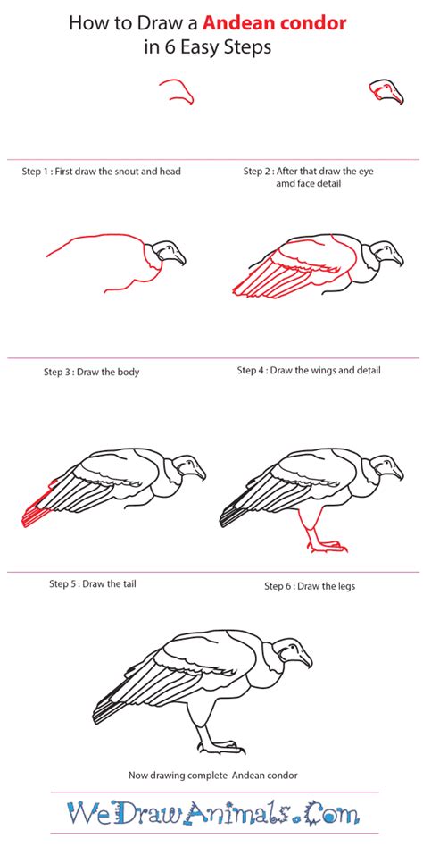 How to Draw an Andean Condor