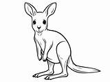 Kangaroo Outline To Color  Coloring Page sketch template