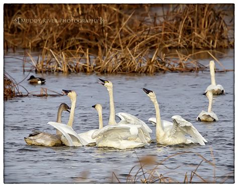 The fall Tundra Swan migration at Weaver, Minnesota