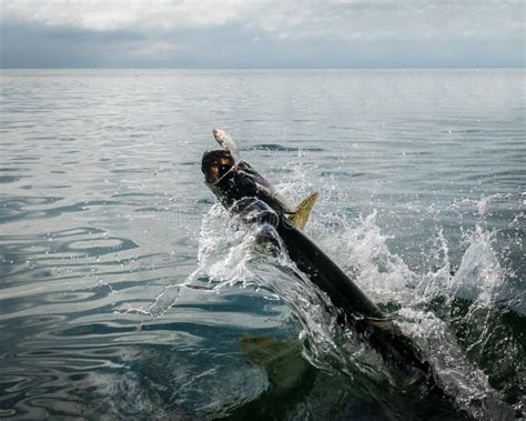 Jumping Tarpon - Fly Fishing Stock Photo - Image of boat, skiff: 25557876