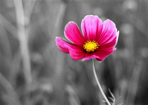 The Real Meaning of Cosmos Flowers You Wished to Know About - Gardenerdy