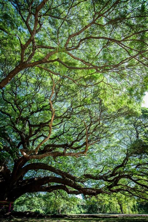 Large Samanea saman tree stock image. Image of environment - 117348519