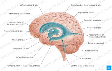 3rd Ventricle Anatomy