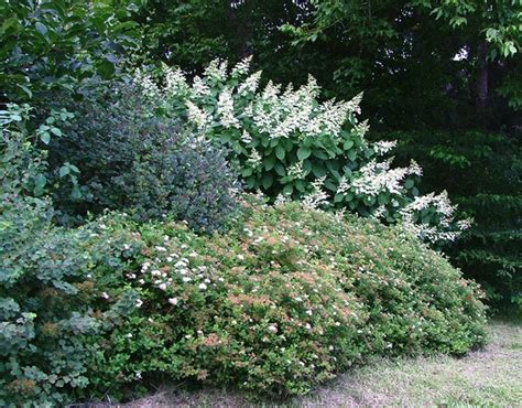 Shrub border for privacy | Great Garden Ideas | Pinterest | Gardens ...