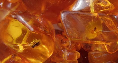 Identifying ancient trees from their amber