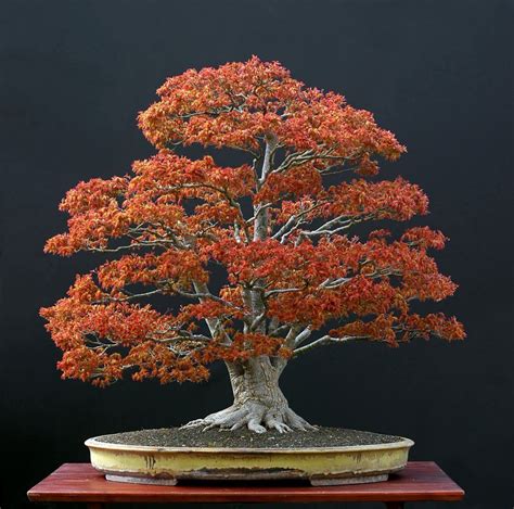 Bonsai | Bonsai bomen, Bonsai planten, Bonsai