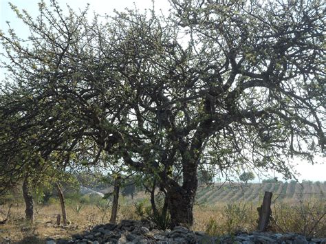 Bursera Copallifera-Bipipnatha | Tree, Plants, Garden