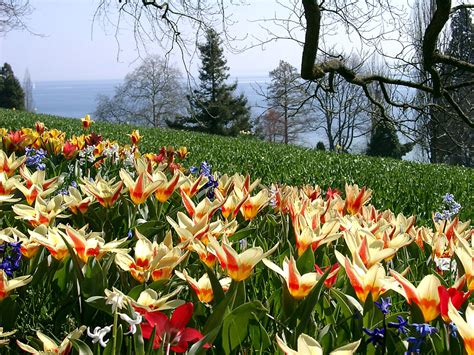 Flowers-Tulip | Tulpen auf der Insel Mainau im Bodensee (Ger… | Uwe Häntsch | Flickr