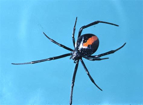 Found my first Black Widow spider on my BBQ cover today, inches away ...