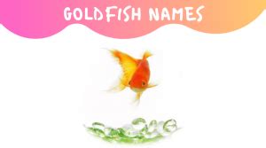 GoldFish Names: 440+ Unique Funny Names For Gold Fish