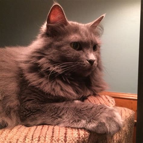 176 best images about Nebelung cats on Pinterest | Cat shelves, Russian ...