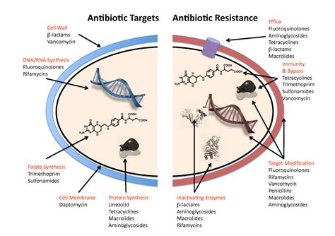 Antibiotics; How Do They Work? | Clinical Education